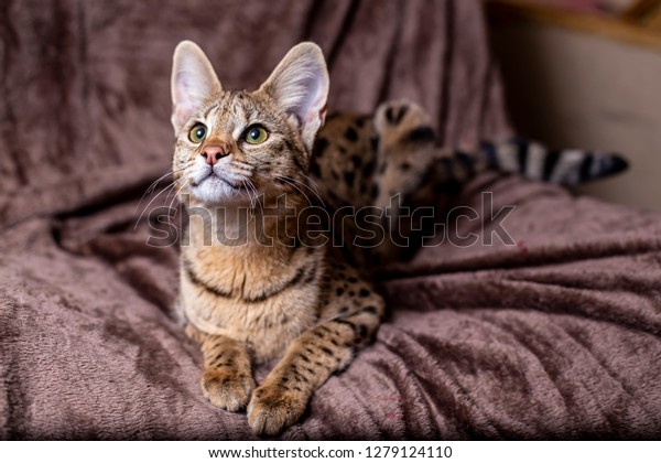 Savannah F1 Hybrid Serval Savannah F2 Photo De Stock Modifiable