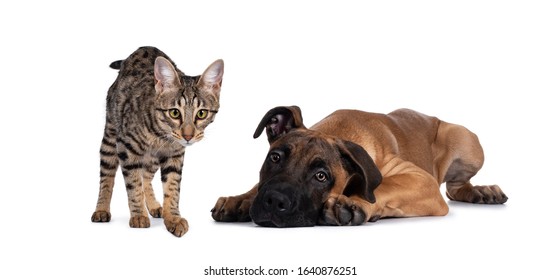 Savannah F7 Cat And Boerboel Malinois Cross Breed Dog, Playing Together. Cat Standing Looking To Camera, Dog Laying Down. Isolated On White Background.