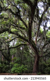 Savannah Georgia Live Oak Tree Quercus Geminata