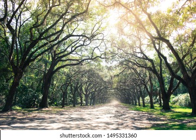 Savannah, Georgia Plantation Road During Summer