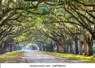 Savannah, Georgia, USA oak tree lined road at historic Wormsloe Plantation.: stockfoto