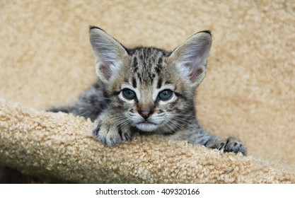 Savannah Kitten Gorsel Stok Fotograf Ve Vektorleri Shutterstock