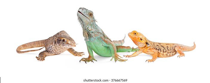 Savannah monitor, bearded dragon and iguana lizards together. Isolated on white vertical banner