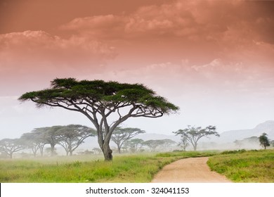 Savannah In Serengeti National Park Tanzania