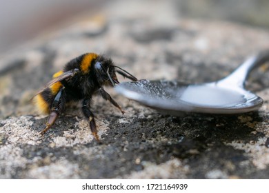 Save The Bees - A Bumble Bee Drinking From A Teaspoon Of Sugar And Water To Help Revive Him