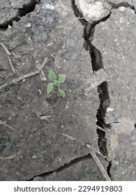 (save eart) a tree that grows in the middle of cracked and dry land

￼


