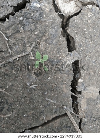 (save eart) a tree that grows in the middle of cracked and dry land

￼


