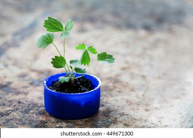 Save Green Earth, Recycling Products Conceptual Photography. Sprout Plant Growing In Blue Plastic Bottle Cap. Macro View Pattern And Texture Leaves. Aged Rusty Metal Background, Soft Focus