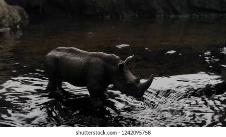 Save Javan Rhino