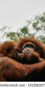            Save Orang Utans                