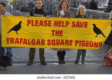 Save The Pigeons In Trafalgar Square,  London, England, UK