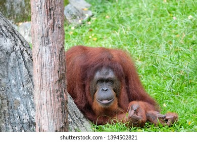 Save Population Of Orang Utan