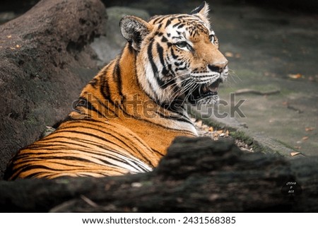 Save the Tiger , Save Wild life