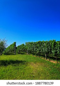 Savina Winery, Wineyards, Herceg Novi, Montenegro