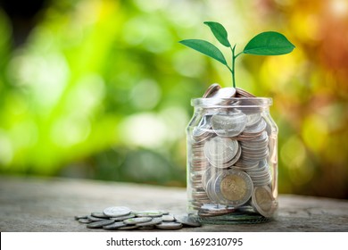 Sparen von Geld für Unternehmen, Finanzen und Investitionen. Die Pflanze wächst in einem Glas mit Münzen. Konzept der Sammlung von kleinen Gegenständen für das Verdienen von Geld in der Zukunft mit Sonne Bokeh-Hintergrund.