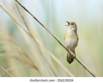 Savis Warbler