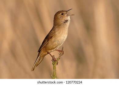 Savi's Warbler - Locustella Luscinioides