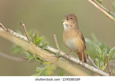 Savi's Warbler - Locustella Luscinioides