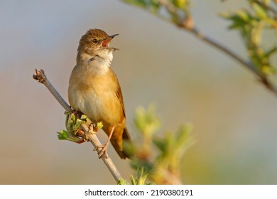 Savi's Warbler - Locustella Luscinioides