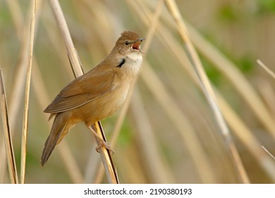 Savi's Warbler - Locustella Luscinioides