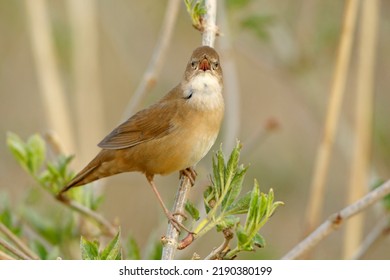 Savi's Warbler - Locustella Luscinioides