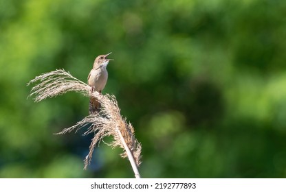 Savi's Warbler, Locustella Luscinioides. The Male Bird Sings While Sitting On Top Of A Reed.