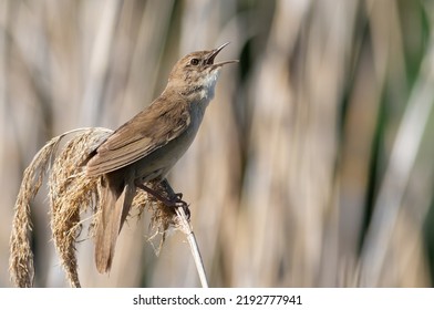 Savi's Warbler, Locustella Luscinioides. The Male Bird Sings While Sitting On Top Of A Reed.