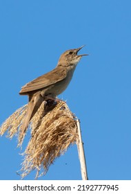 Savi's Warbler, Locustella Luscinioides. The Male Bird Sings While Sitting On Top Of A Reed.