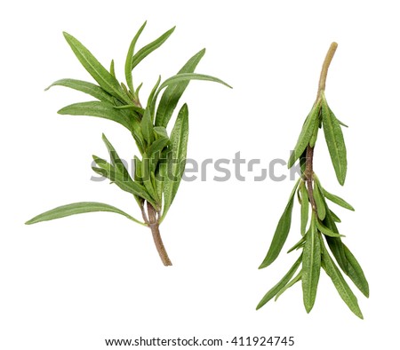 savory branches on a white background 

