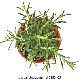 Savory Fresh Herb Rosemary Growing In Brown Flower Pot  Top View Isolated On White 