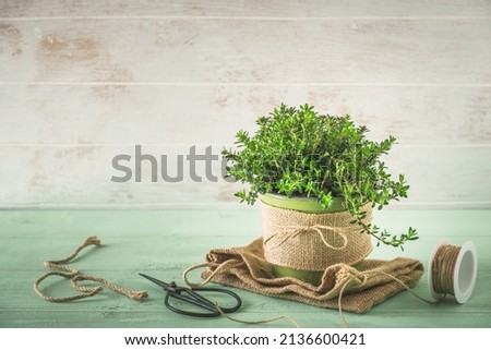 Savory herb plant a light green and white wooden background, vintage look, copy space