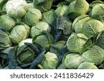 Savoy cabbage. Beautiful green blue background print of lots of leaves and savoy cabbage. a lot of boiled savoy cabbage with beautiful sheets