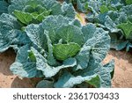 Savoy cabbage with crinkled leaves growing in field