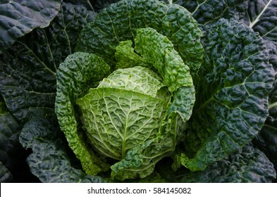 Savoy Cabbage In Garden.