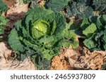 Savoy cabbage in the garden, Savoy cabbage cultivation