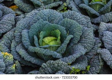 Savoy Cabbage Grows In Garden