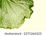 Savoy cabbage leaf. Close up texture, copy space for text. Light green colors. Raw fresh vegetable. Healthy nutrient for diet