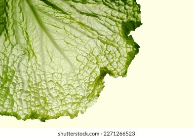 Savoy cabbage leaf. Close up texture, copy space for text. Light green colors. Raw fresh vegetable. Healthy nutrient for diet