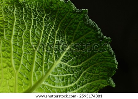 savoy cabbage macro image close up