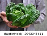 Savoy cabbage. Man holds savoy cabbage. A man with a cabbage in his hands. Farmer. Organic Farmed Cabbage. 