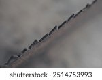 saw blade on a wooden board, close-up of saw blade. macro shoot