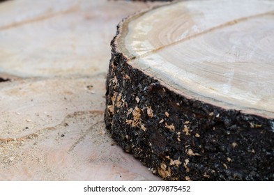 Saw cut of a large tree. Wooden slices. Slab