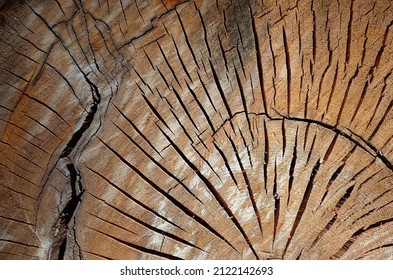 Saw Cut Old Wood Background Texture Tree Trunk Slice With Pattern Cracks And Rings Close Up Detail