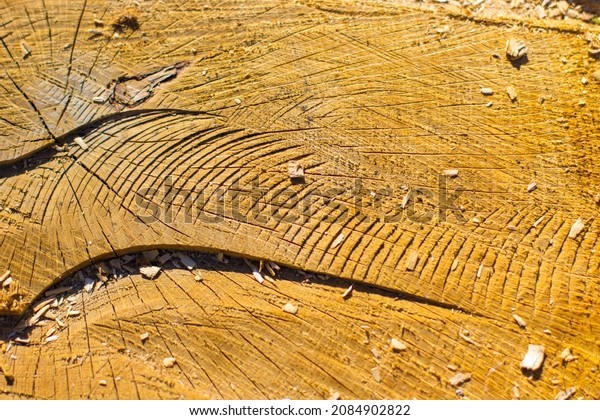 Saw cut texture with annual rings and cracks. Old
tree stump as background. Construction Background. Stump of tree
felled. Slice wood.