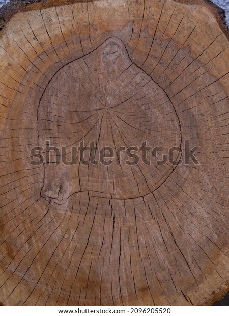 Saw cut texture with annual rings and cracks. Old\
tree stump as background. Construction Background. Stump of tree\
felled. Slice wood.