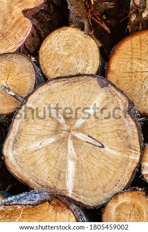 Saw cut of tree and defects in timber. Wood faults and roundwood. Forestry and woodworking industry, Cross-section of birch knots (branch stub), knottiness