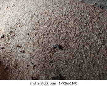 Saw Dust Texture Background Top View From Above Flat Lay With Copy Space, Carpenter Wood Industry Home DIY Concept