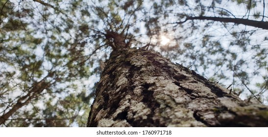 Saw Leaf Wood Texture Bellow Stock Photo 1760971718 | Shutterstock