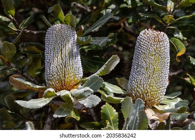 Saw Or Old Man Banksia