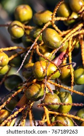 Saw Palmetto Berries 